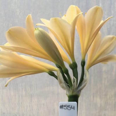 SH554  Light peach Clivia miniata with feint pink and strong yellow tones