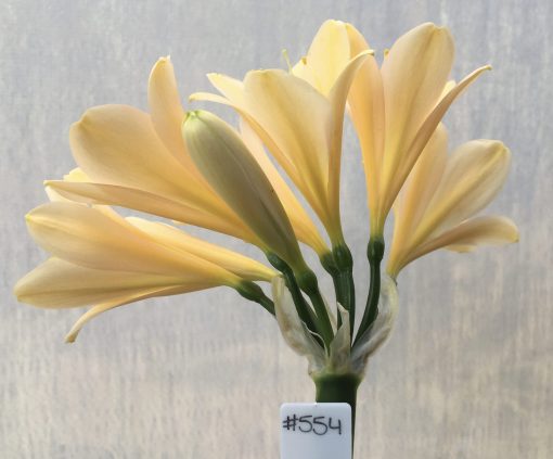 SH554  Light peach Clivia miniata with feint pink and strong yellow tones