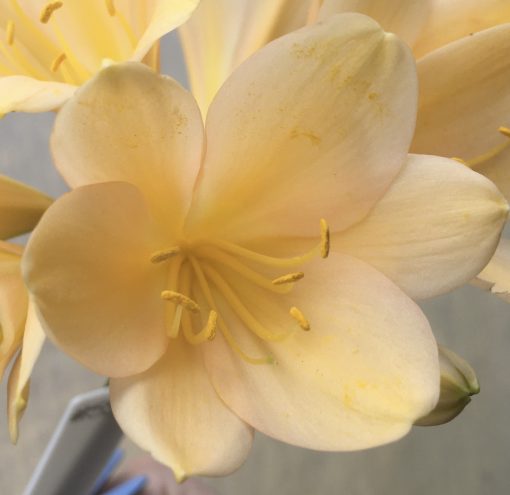 SH554  Light peach Clivia miniata with feint pink and strong yellow tones - Image 2