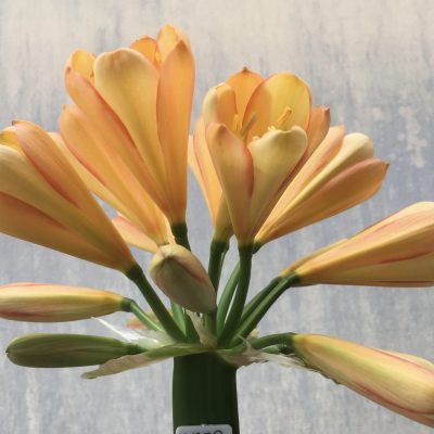 SH559  Mid peach Clivia miniata with strong pink edges and cupped flower with yellow tones