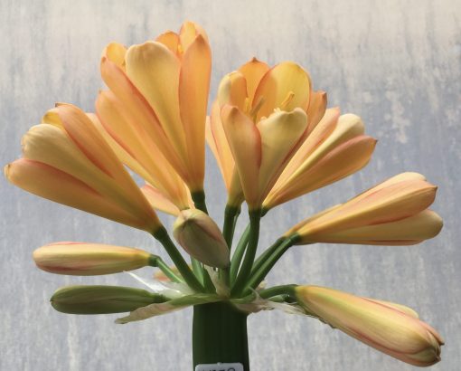 SH559  Mid peach Clivia miniata with strong pink edges and cupped flower with yellow tones