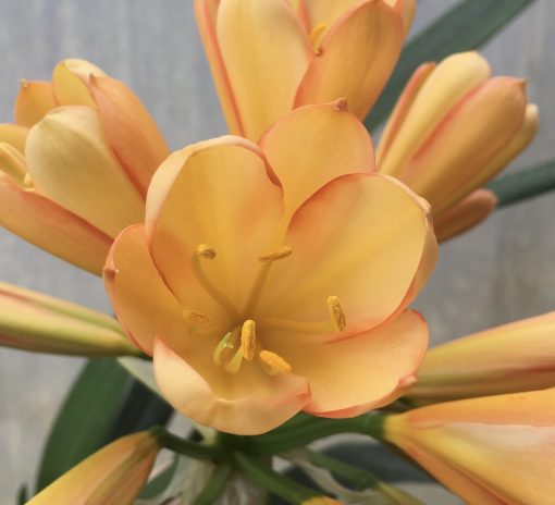 SH559  Mid peach Clivia miniata with strong pink edges and cupped flower with yellow tones - Image 2