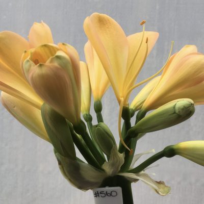 SH560 Cameron's Tipperary peach Clivia miniata with broad petals, subtle pink tones and yellow throat