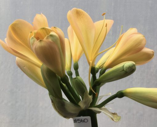 SH560 Cameron's Tipperary peach Clivia miniata with broad petals, subtle pink tones and yellow throat