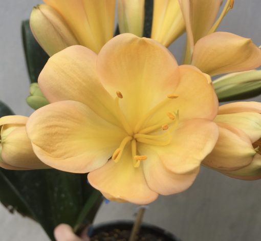SH560 Cameron's Tipperary peach Clivia miniata with broad petals, subtle pink tones and yellow throat - Image 2