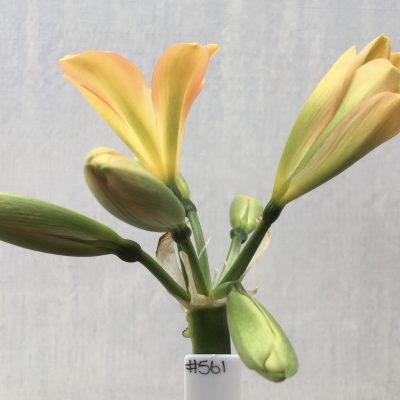 SH561  Mid peach Clivia miniata with pink edging and dark green throat on opening