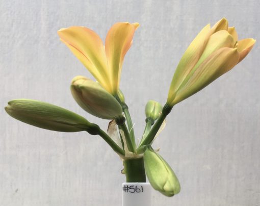 SH561  Mid peach Clivia miniata with pink edging and dark green throat on opening