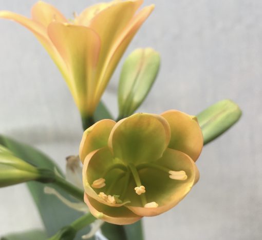 SH561  Mid peach Clivia miniata with pink edging and dark green throat on opening - Image 2