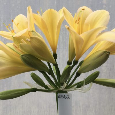 SH562  Light peach Clivia miniata with strong yellow throat and light pink tones