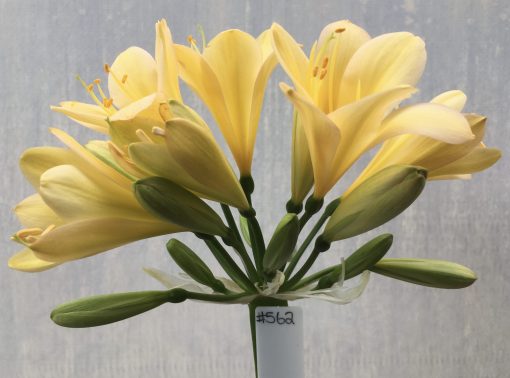 SH562  Light peach Clivia miniata with strong yellow throat and light pink tones