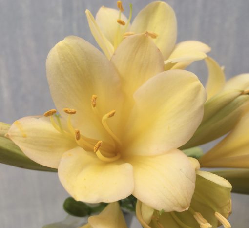 SH562  Light peach Clivia miniata with strong yellow throat and light pink tones - Image 2