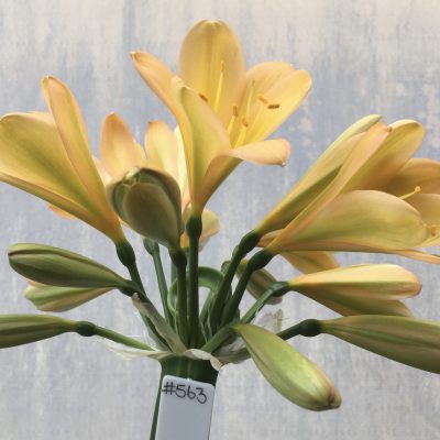 SH563  Mid peach Clivia miniata with light green chloroplasts to petals and pink tinge