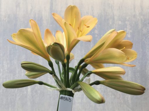 SH563  Mid peach Clivia miniata with light green chloroplasts to petals and pink tinge