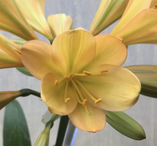 SH563  Mid peach Clivia miniata with light green chloroplasts to petals and pink tinge - Image 2