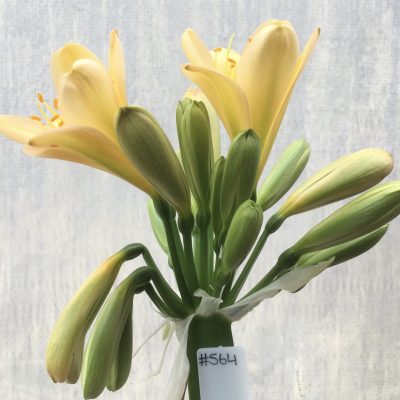 SH564  Light peach Clivia miniata with feint green throat broad petal and yellow tones