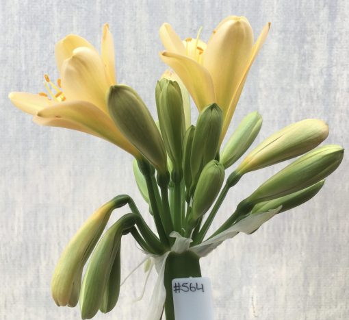 SH564  Light peach Clivia miniata with feint green throat broad petal and yellow tones