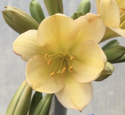 SH564  Light peach Clivia miniata with feint green throat broad petal and yellow tones - Image 2