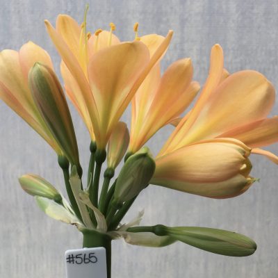 SH565  Mid peach Clivia miniata with pink tones and light green throat