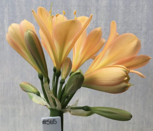 SH565  Mid peach Clivia miniata with pink tones and light green throat