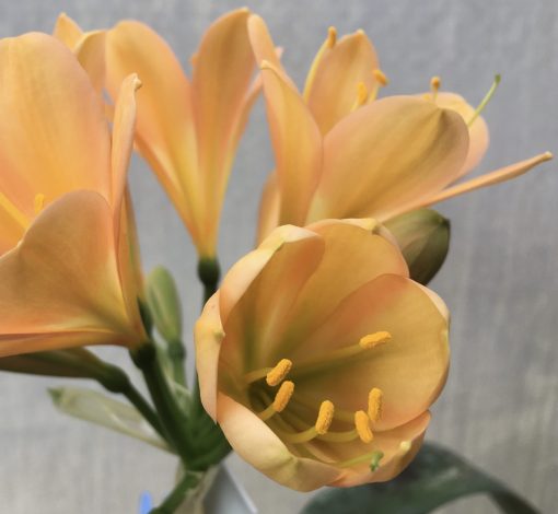 SH565  Mid peach Clivia miniata with pink tones and light green throat - Image 2
