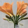 SH566  Dark peach Clivia miniata with open flowers