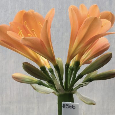 SH566  Dark peach Clivia miniata with open flowers