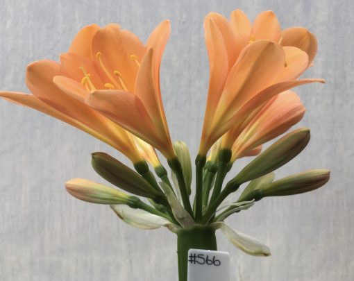 SH566  Dark peach Clivia miniata with open flowers
