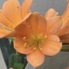 SH566  Dark peach Clivia miniata with open flowers - Image 2