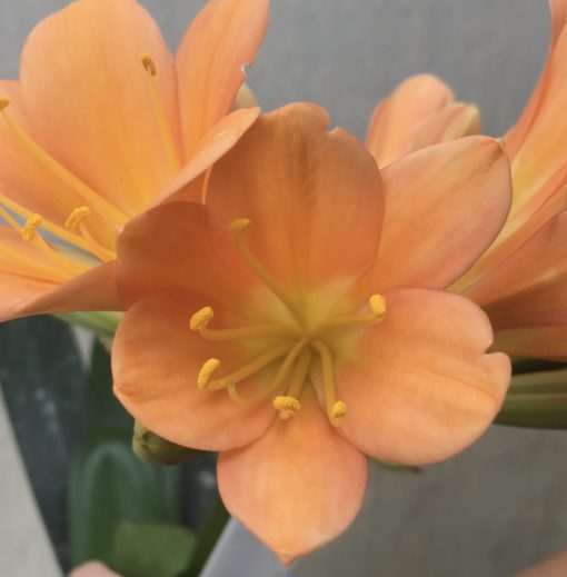 SH566  Dark peach Clivia miniata with open flowers - Image 2