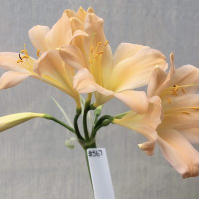 SH567  Pink Clivia miniata with yellow throat and broad open flowers and slight re-curve to petals