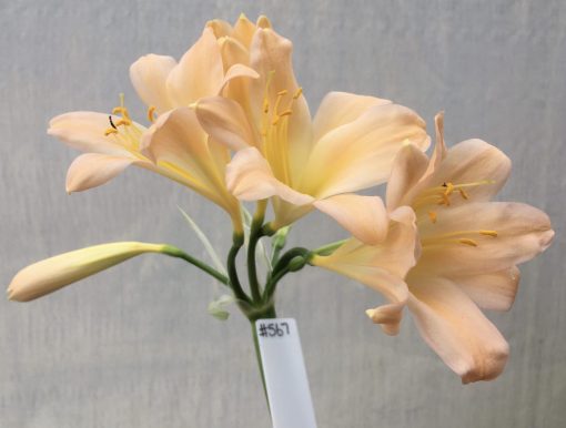 SH567  Pink Clivia miniata with yellow throat and broad open flowers and slight re-curve to petals