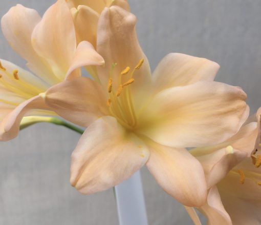 SH567  Pink Clivia miniata with yellow throat and broad open flowers and slight re-curve to petals - Image 2