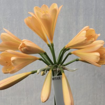 SH568  Mid Peach Clivia miniata with pink blush and one multi petal flower of 9 tepals