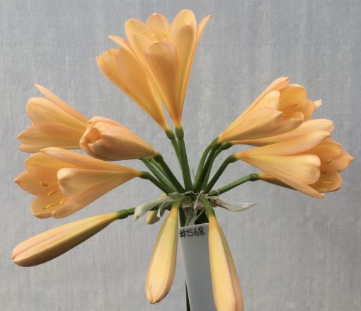 SH568  Mid Peach Clivia miniata with pink blush and one multi petal flower of 9 tepals