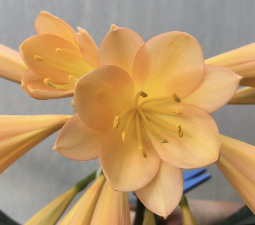 SH568  Mid Peach Clivia miniata with pink blush and one multi petal flower of 9 tepals - Image 2