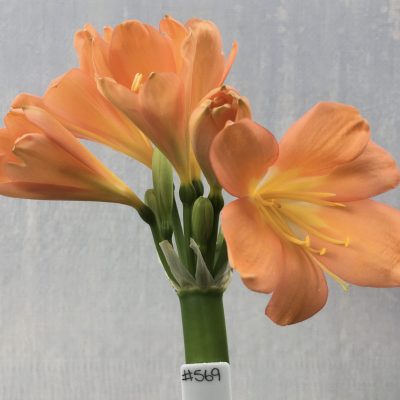 SH569  Dark peach Clivia miniata, some flowers with slight re-curve