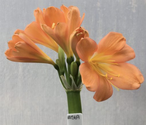 SH569  Dark peach Clivia miniata, some flowers with slight re-curve