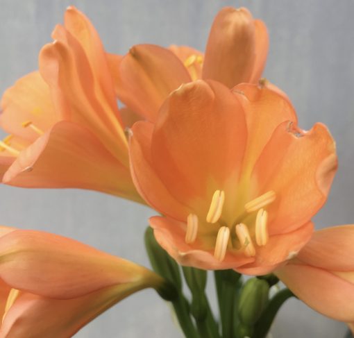 SH569  Dark peach Clivia miniata, some flowers with slight re-curve - Image 2