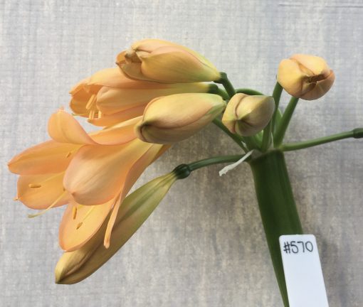 SH570  Mid peach Clivia miniata with light yellow throat and pink blush