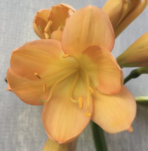 SH570  Mid peach Clivia miniata with light yellow throat and pink blush - Image 2