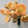 SH571  Mid peach Clivia miniata with light green throat and cupped flowers