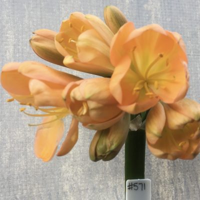 SH571  Mid peach Clivia miniata with light green throat and cupped flowers