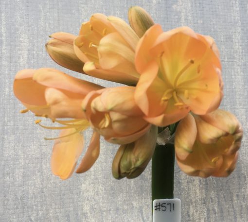 SH571  Mid peach Clivia miniata with light green throat and cupped flowers