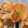 SH571  Mid peach Clivia miniata with light green throat and cupped flowers - Image 2