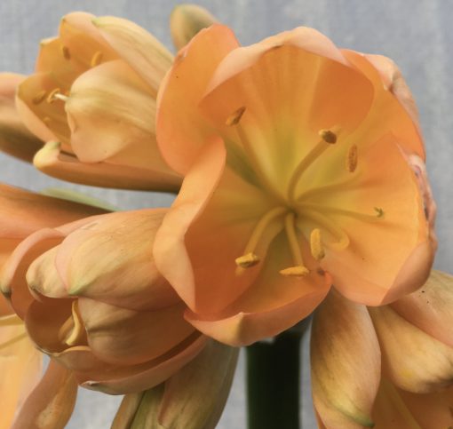 SH571  Mid peach Clivia miniata with light green throat and cupped flowers - Image 2