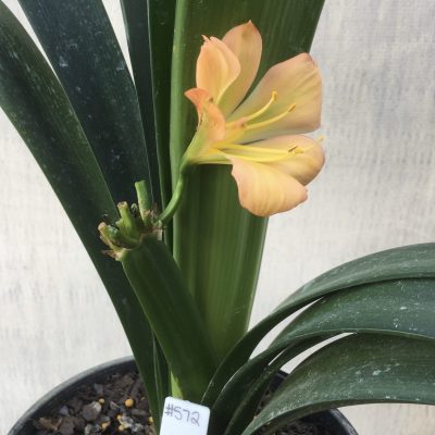 SH572  Light to mid peach Clivia miniata with hints of pink & light green throat