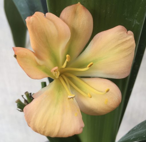SH572  Light to mid peach Clivia miniata with hints of pink & light green throat - Image 2