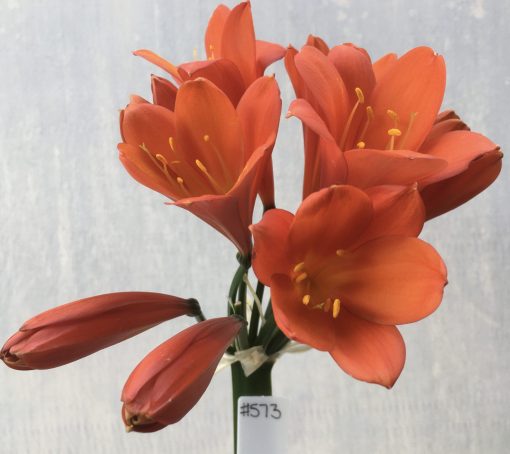 SH573  Very dark orange near red Clivia miniata