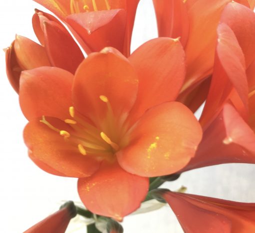 SH573  Very dark orange near red Clivia miniata - Image 2