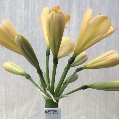 SH575  Light peach Clivia miniata, pink blush and light green throat